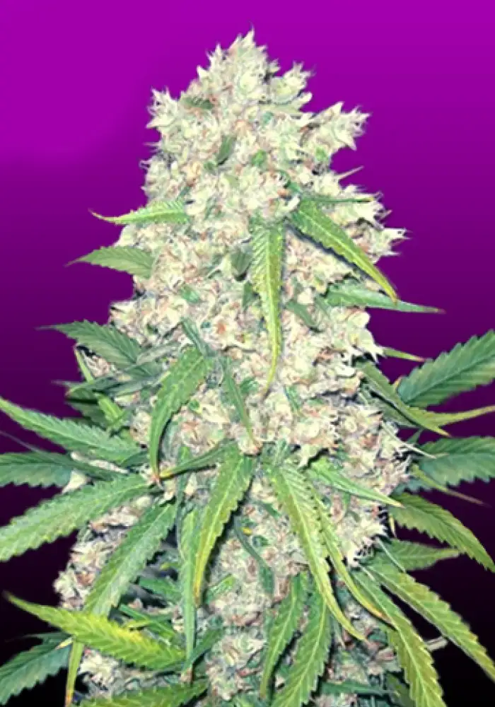 Super Silver Haze