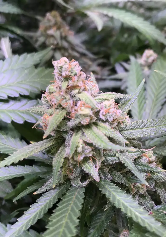 Black Indica