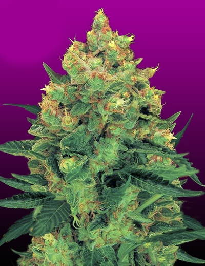 Hash Plant / Crop King Seeds: grow diaries - GrowDiaries