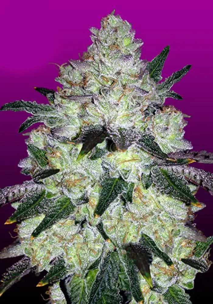 White Cookies