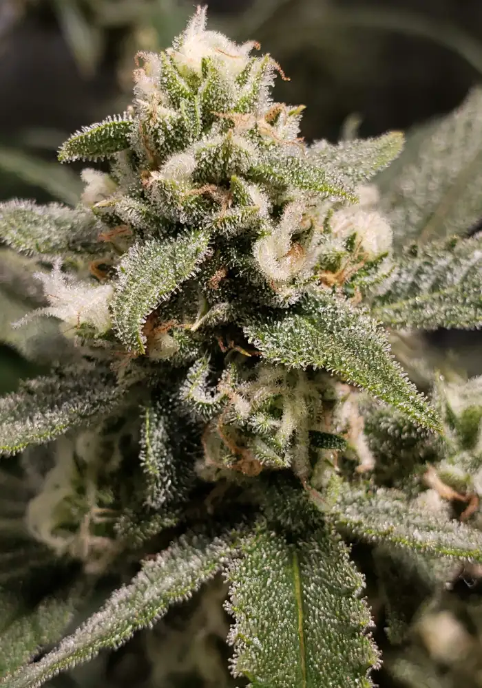 Amnesia Haze Auto