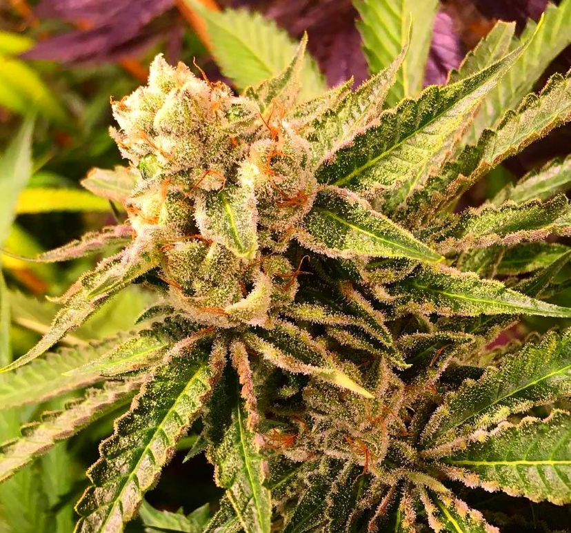 Lemon Banana Sherbet Strain Info / Lemon Banana Sherbet Weed By