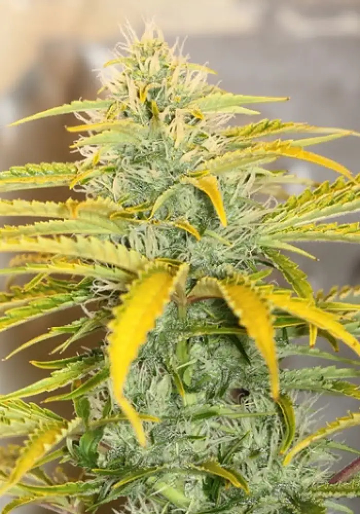 Auto Gorilla OG