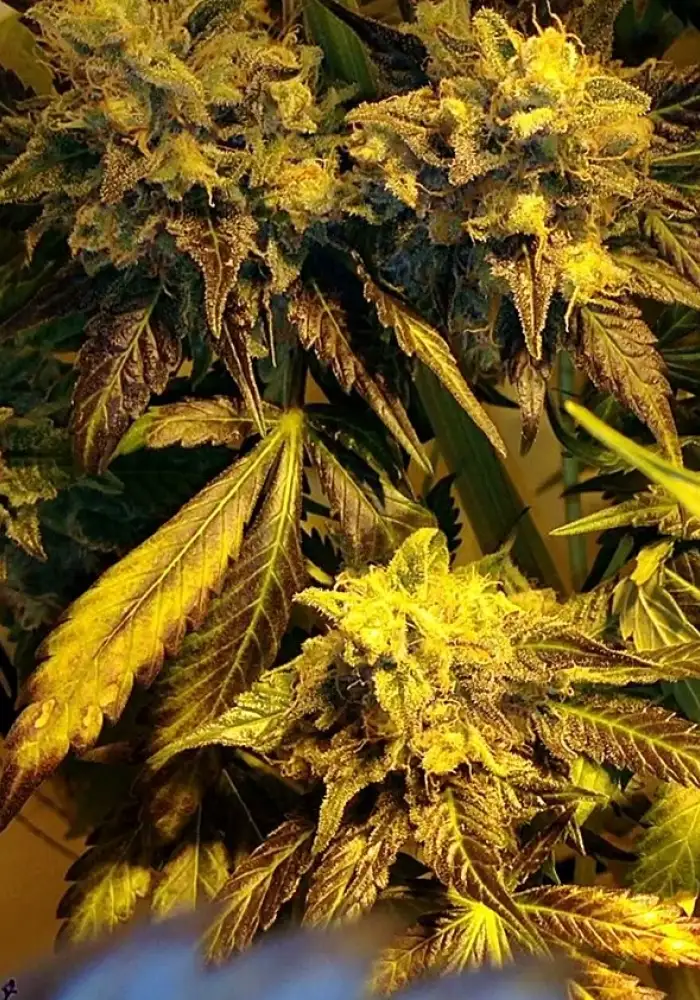Purple Trainwreck