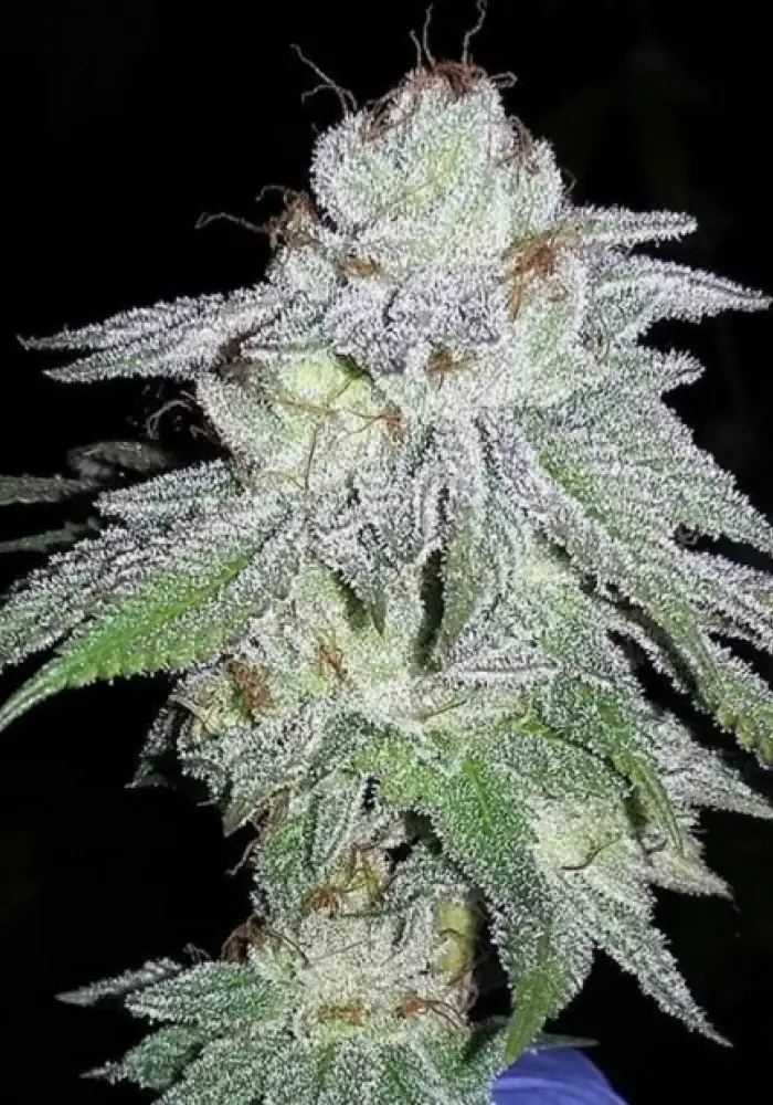 Headstash