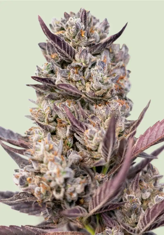 Tropicana Cookies Purple