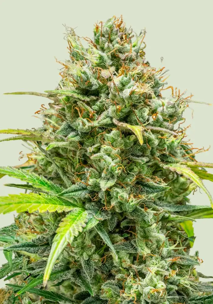 Lemon Skunk