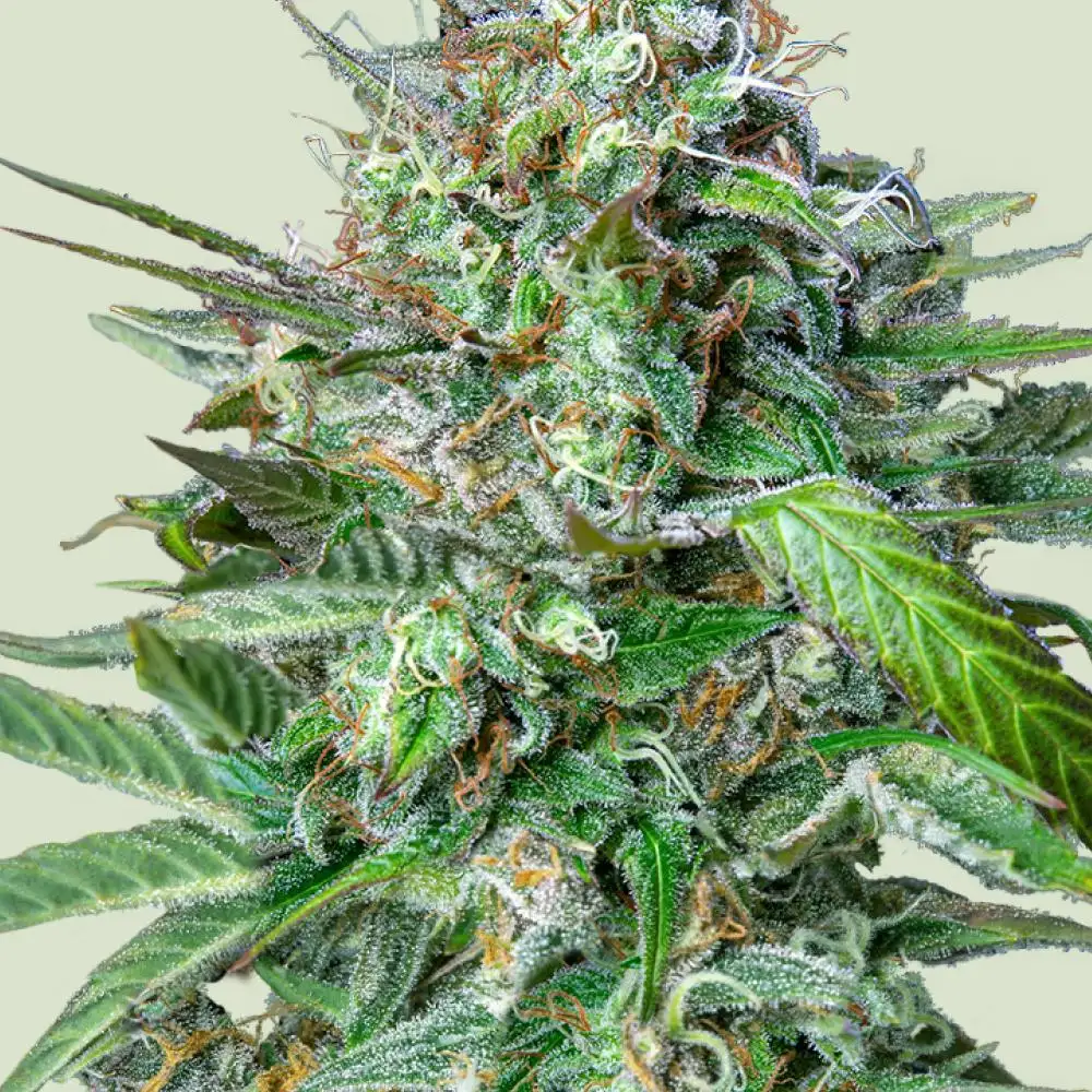 バクバクファクトリーページ Tangie バクバクファクトリー様 専用