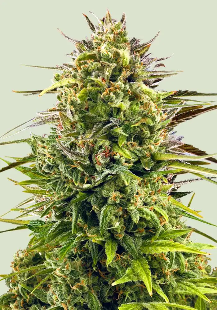 Alien OG