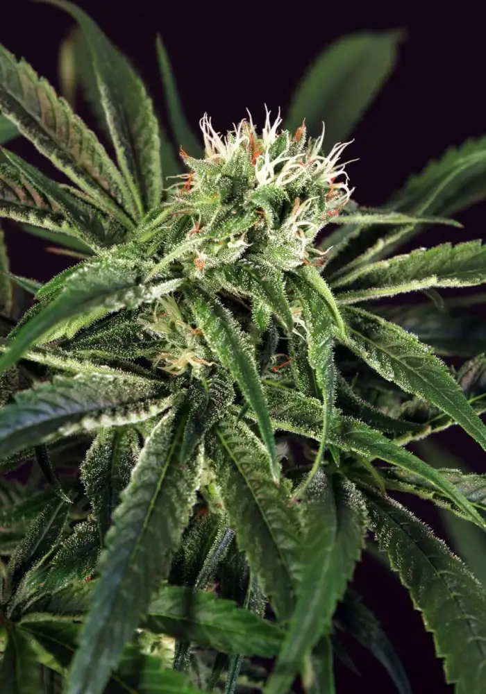 Amnesia #7