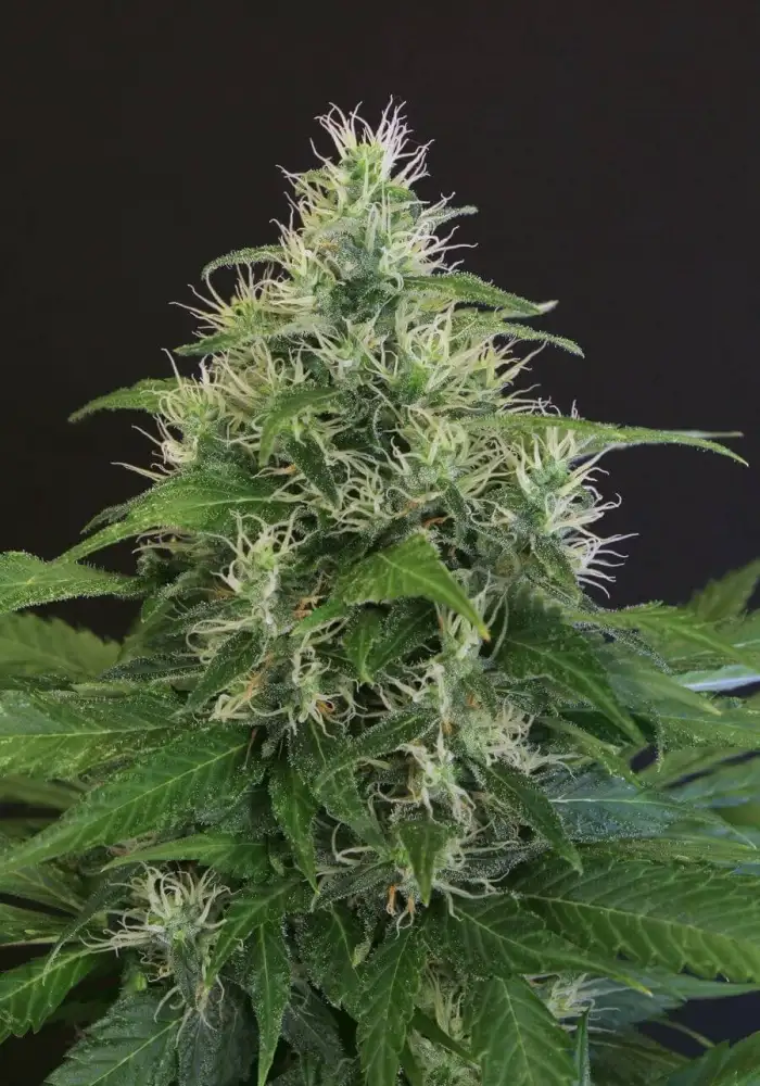 Lemon Candy