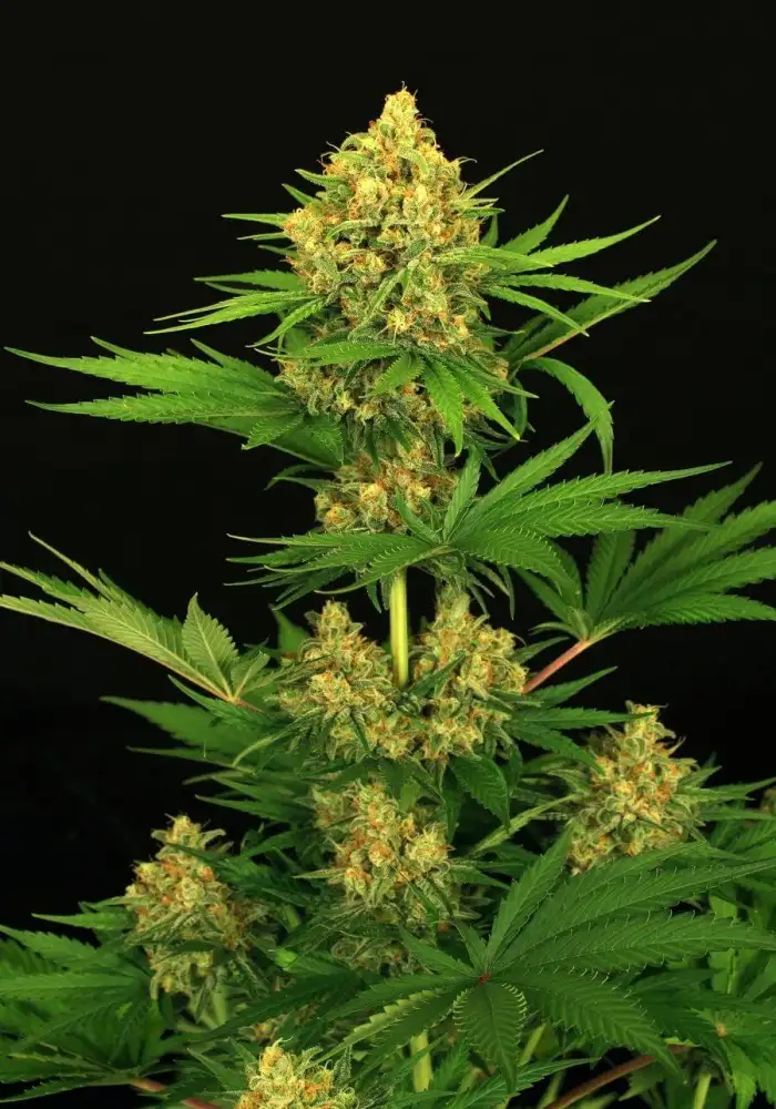 Tangerine Kush