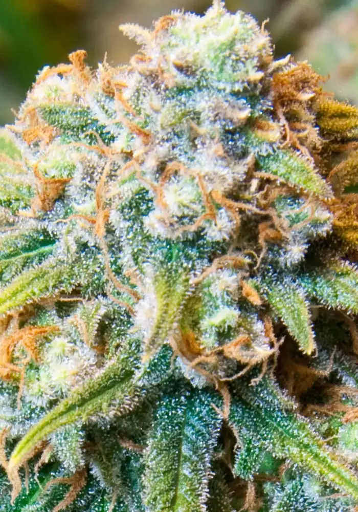 CBD Medi Kush