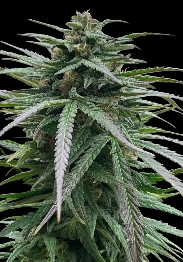 Zmakdaun