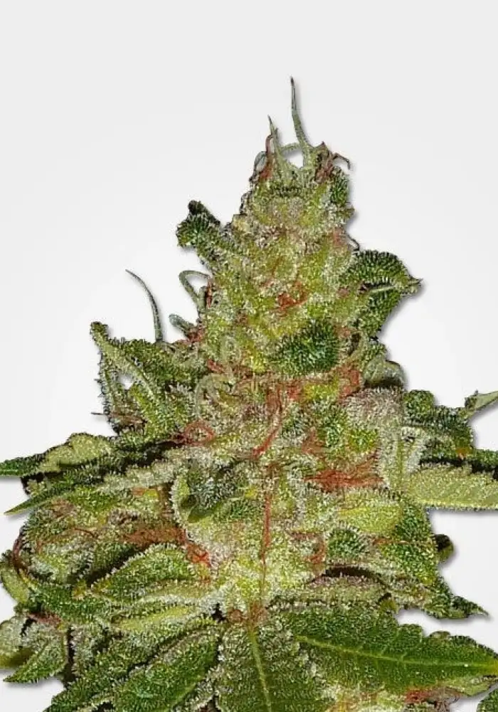 Cherry Kush 