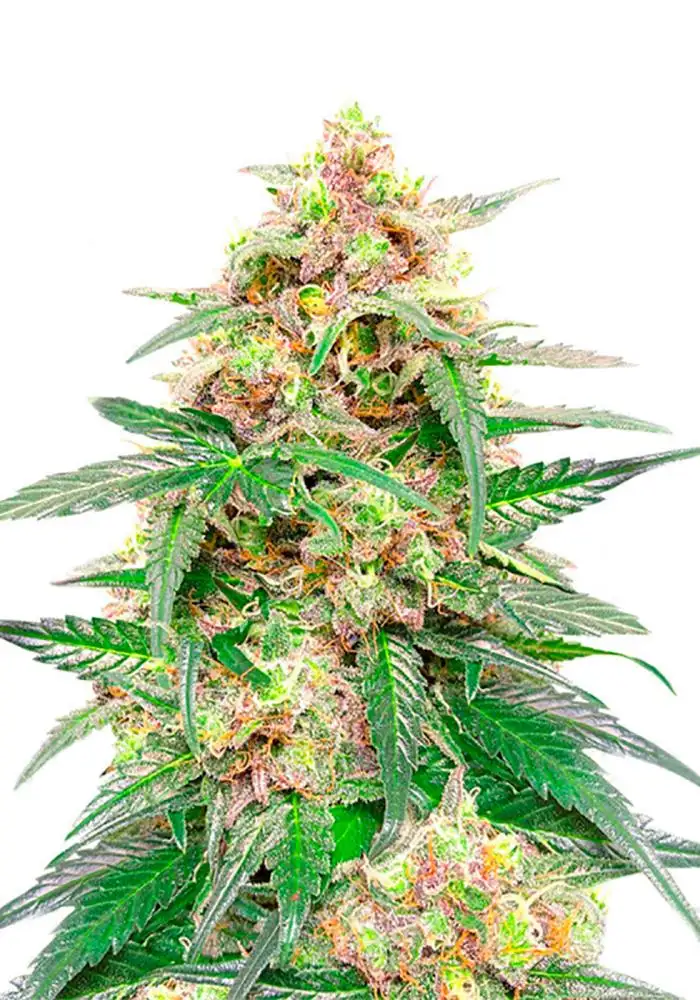 Orange Buddy Auto