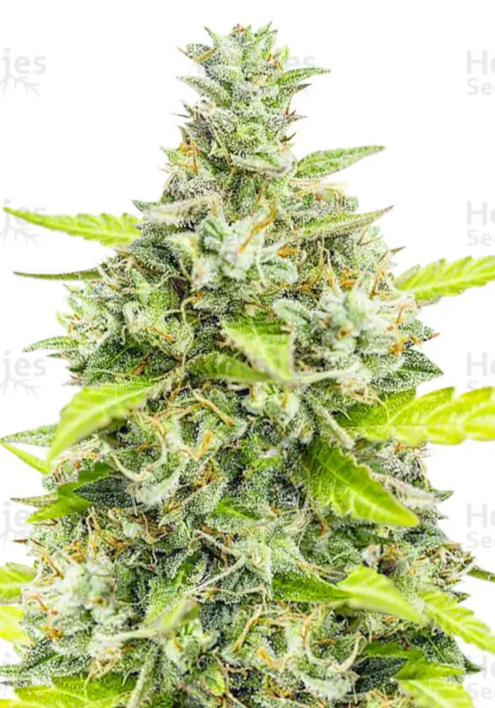 Choco Thai Auto