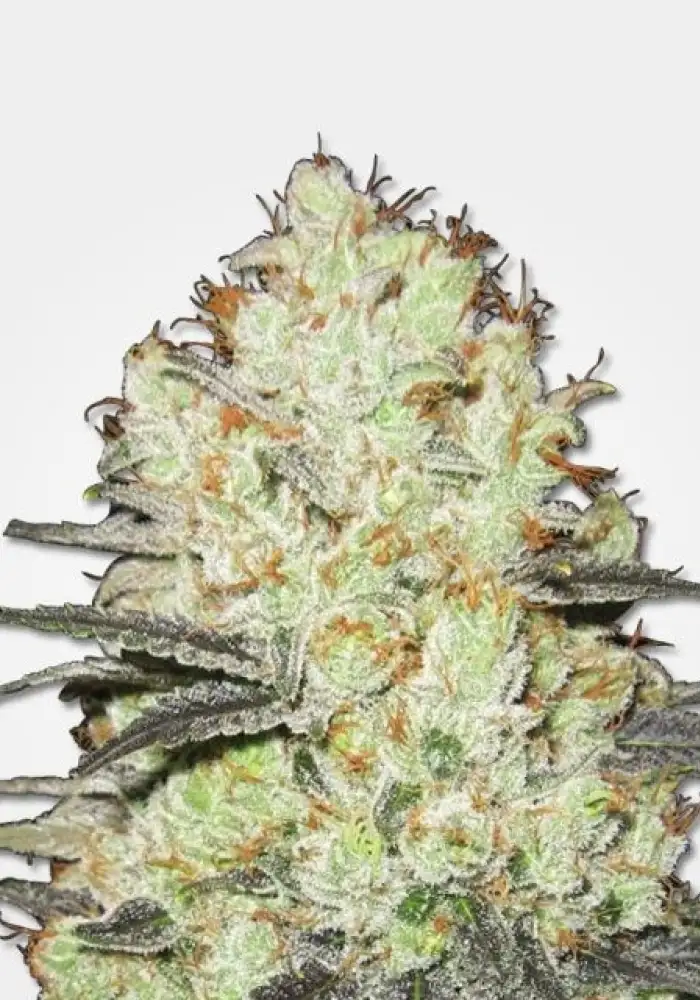 Strawberry Cough