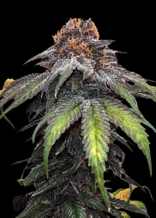 Velvet Cherry CBD
