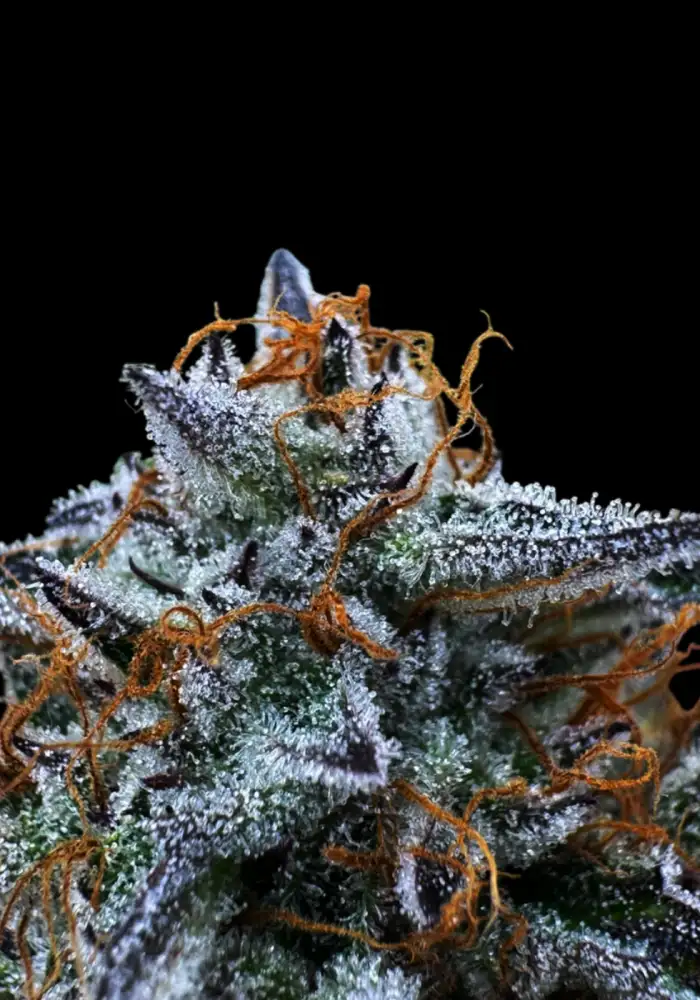 Kumquat Cookies Auto