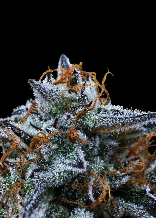 Kumquat Cookies Auto