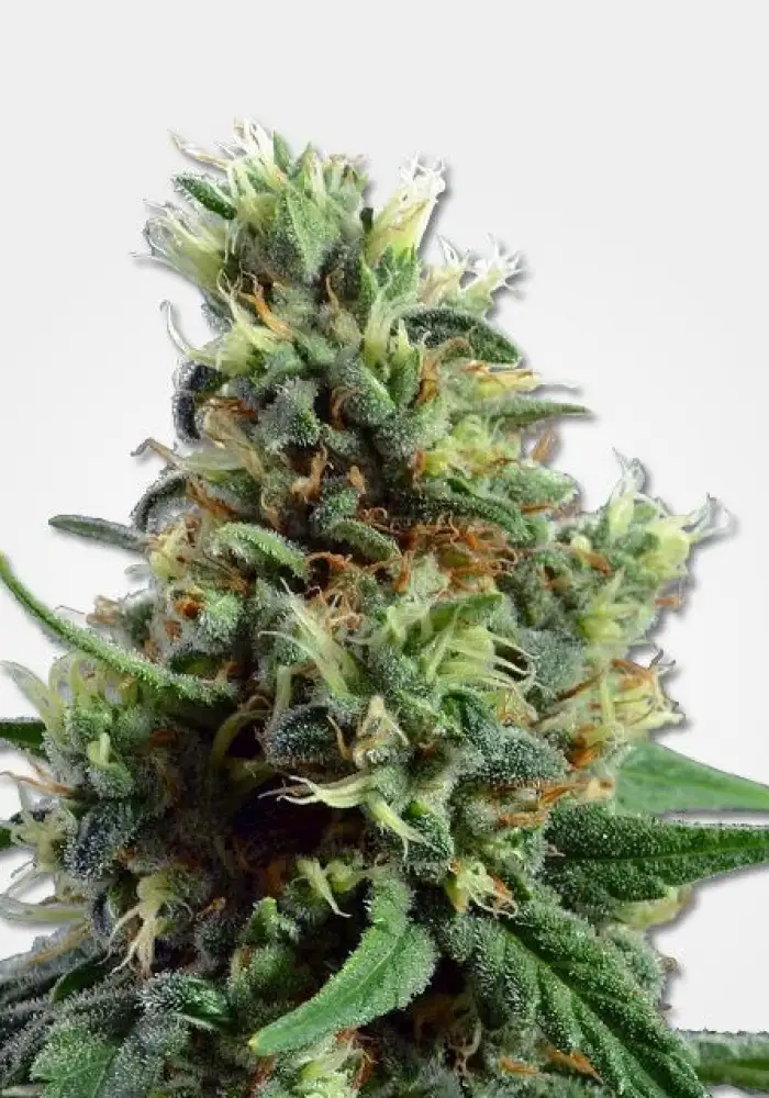 Sour Diesel Automatic
