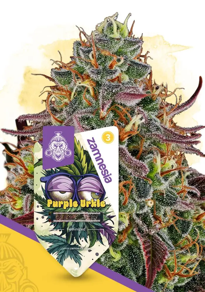 Purple Urkle