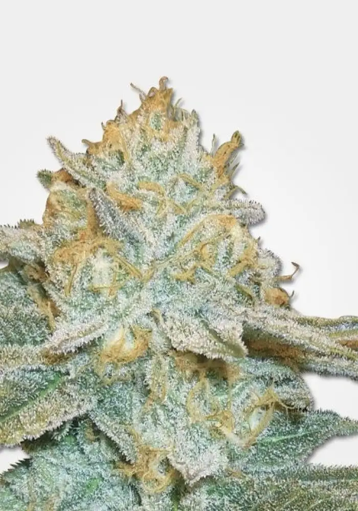 Auto AK47