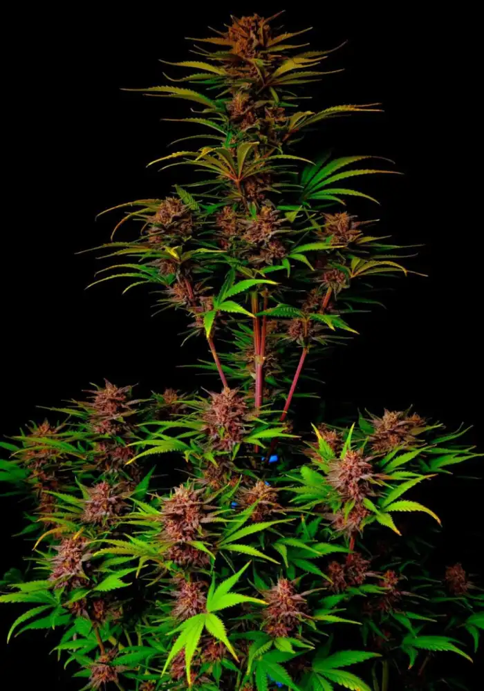 Purple Haze Auto™