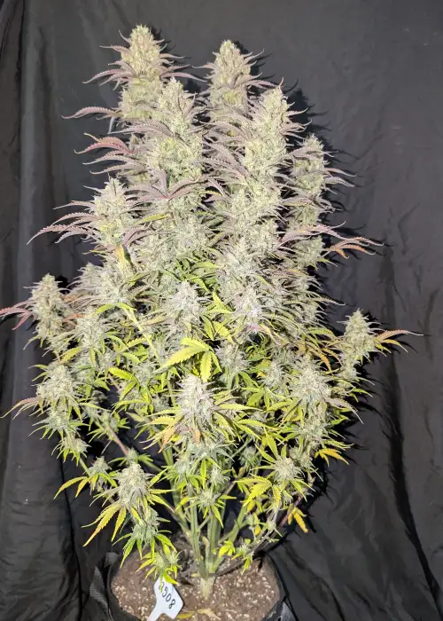 Z-Up Auto