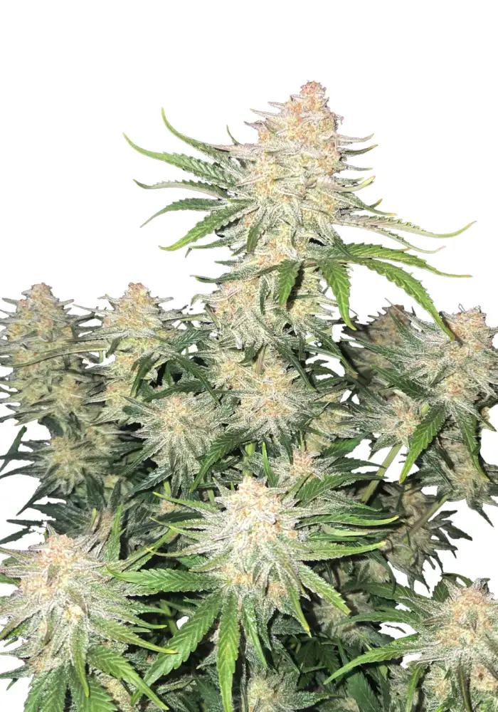 Frostbanger Auto