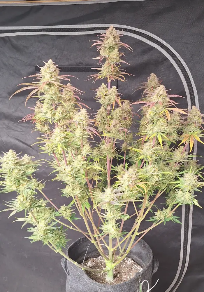 Frostbanger Auto