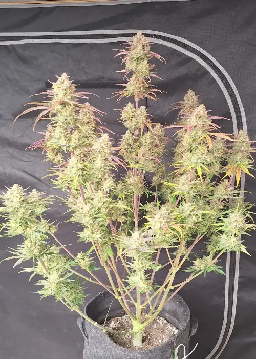Frostbanger Auto