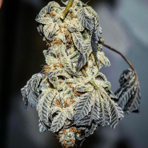 Lost Soul Strain Info / Lost Soul Weed By Dungeons Vault