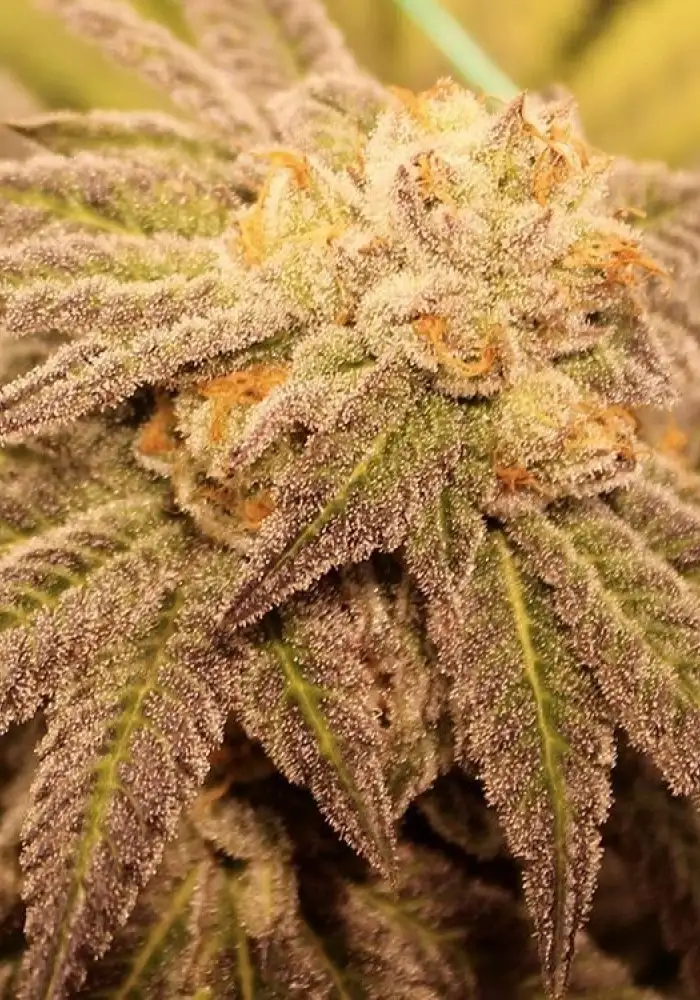 Purple Vapor
