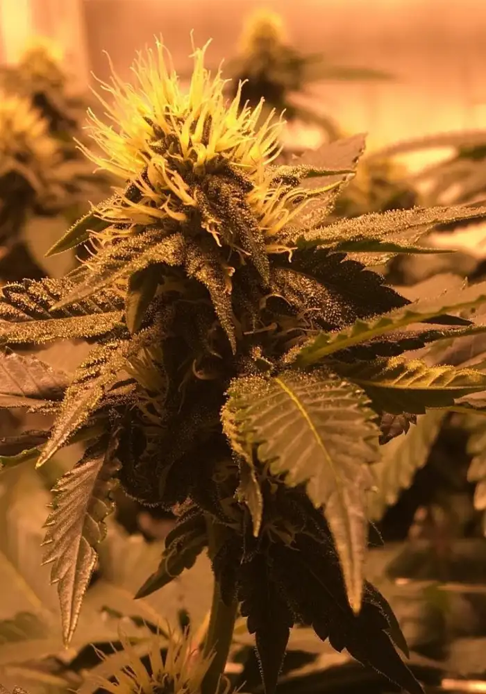 AF Wreck Kush