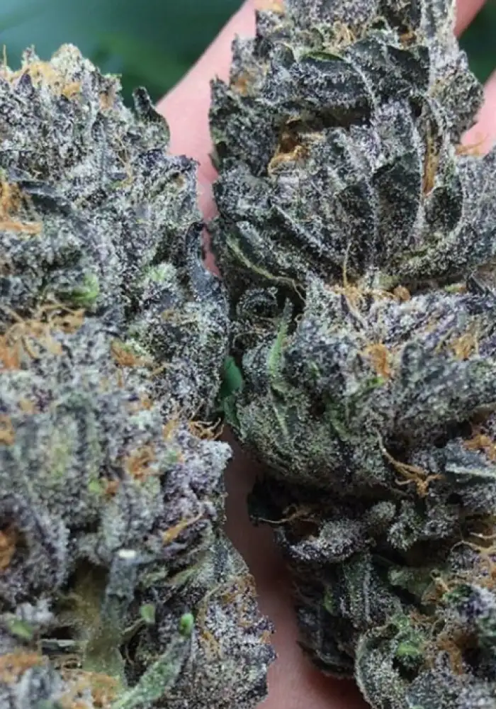 Black Cherry Breath