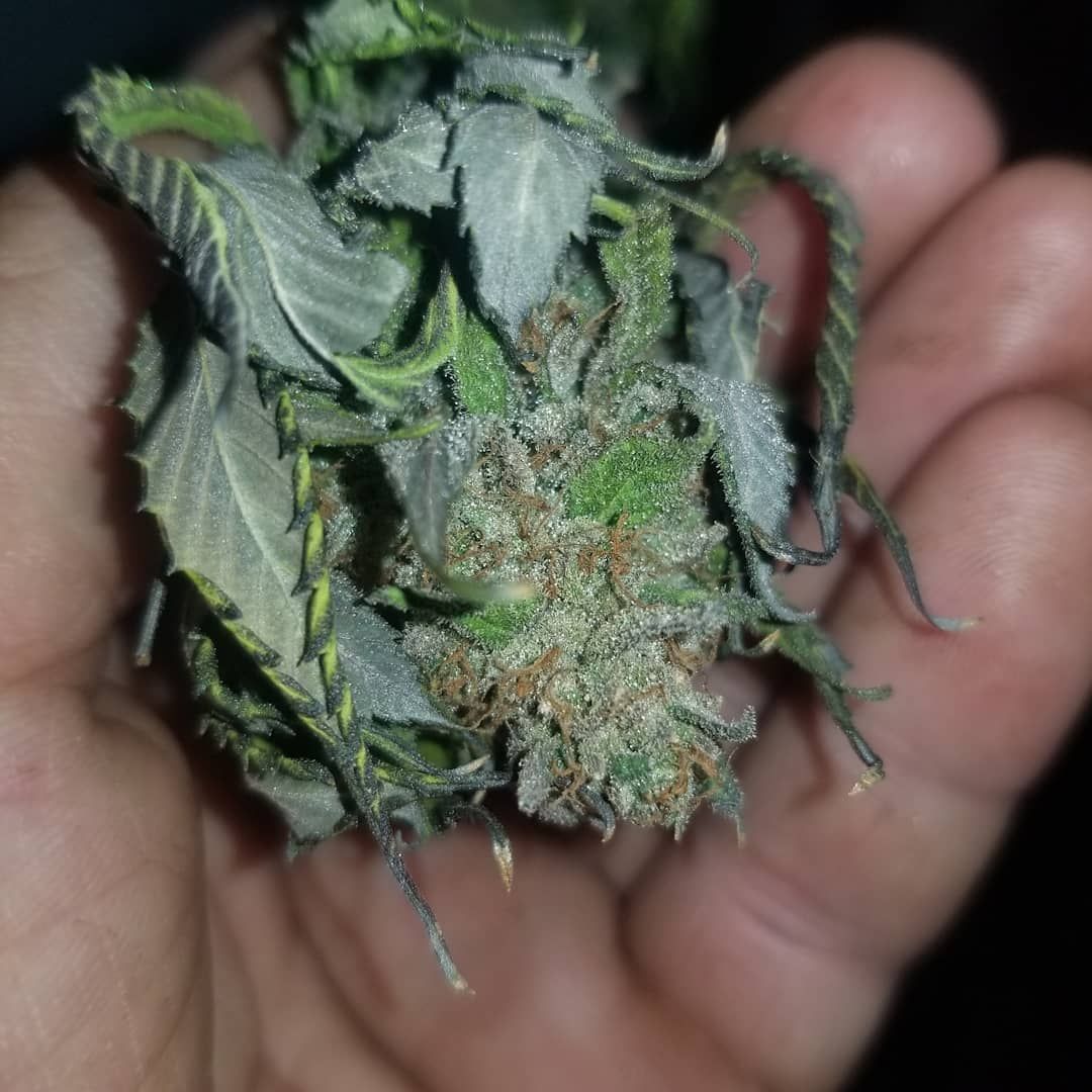 Cactus OG Seeds by In House Genetics - GrowDiaries