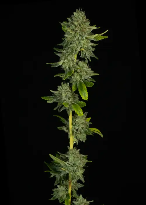 Maui Wowie (Squared)