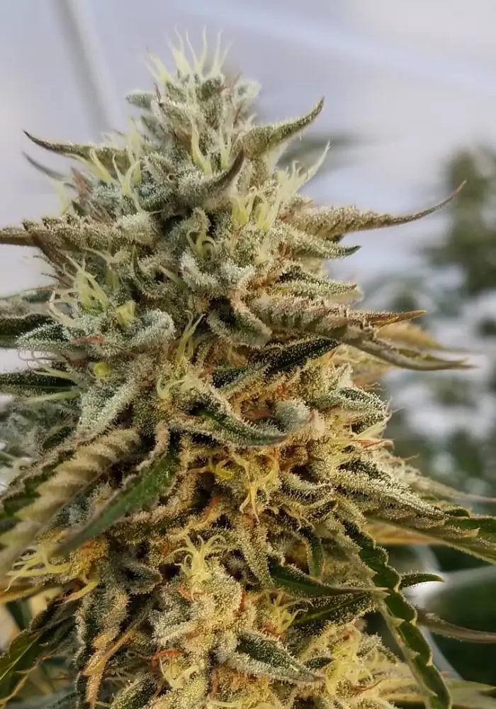 Diamondback OG