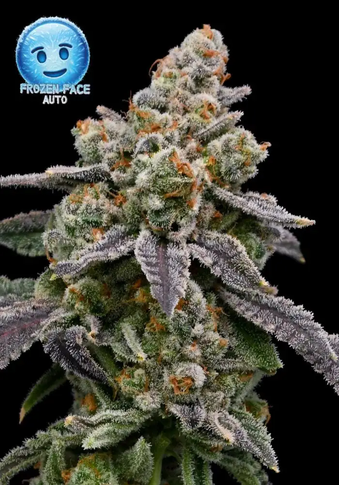 Frozen Face Auto