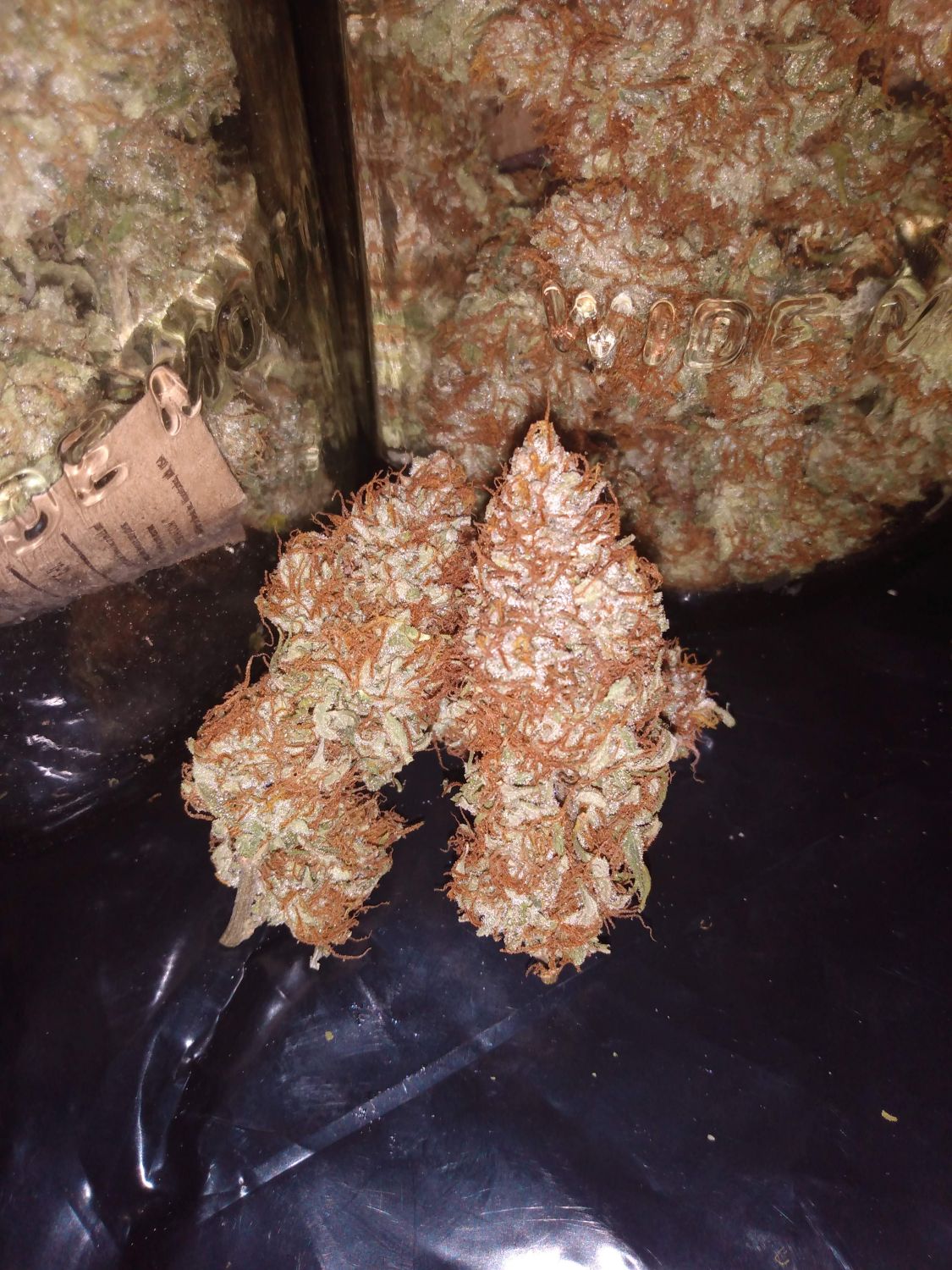 Mango OG Strain Info / Mango OG Weed By In House GrowDiaries