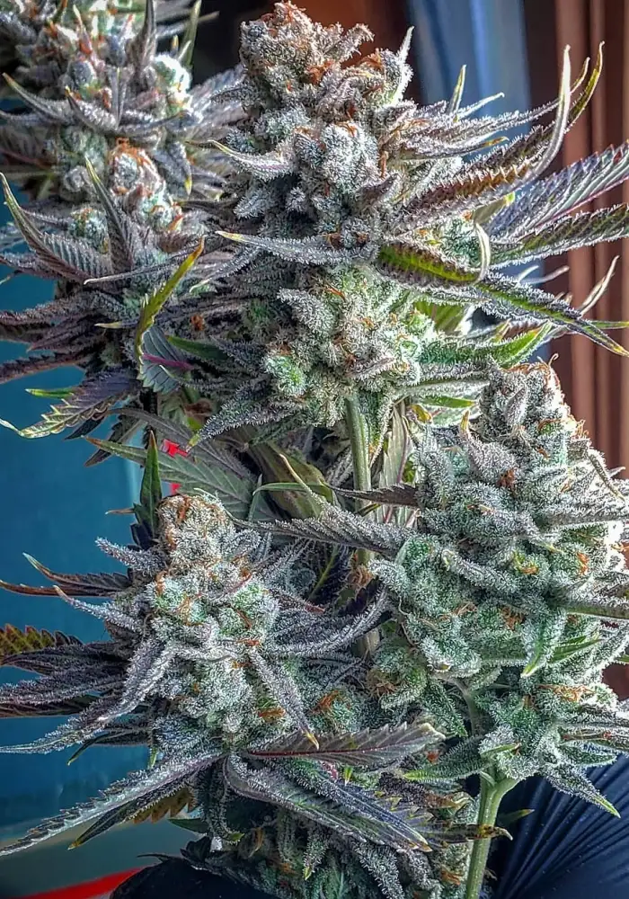 Nitro Cookies