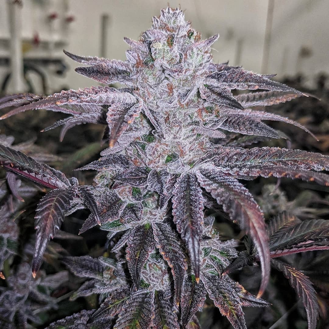https://bucket.growdiaries.com/static/seed_item_photos/4917/7153-4604-ogkb-v2-1.jpg