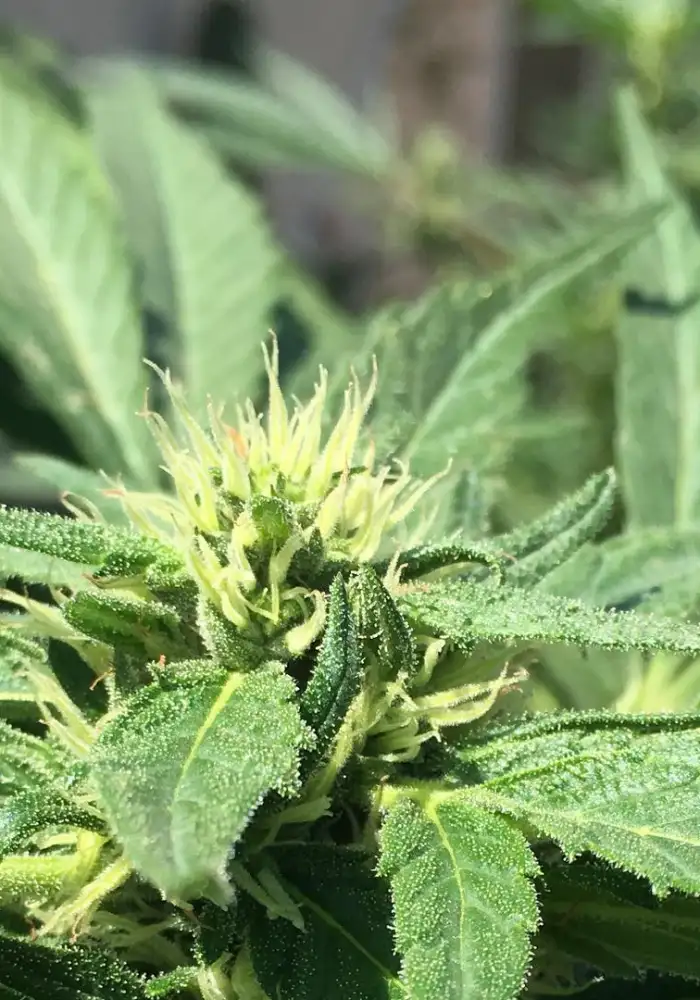 Switchberry OG