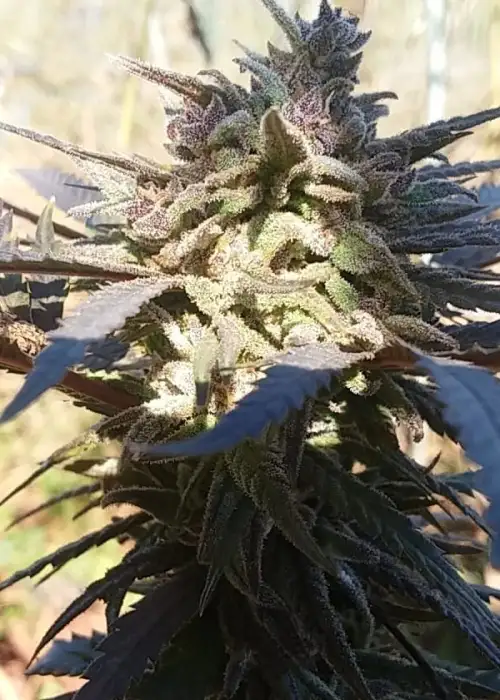 Wild Cherry Cookies