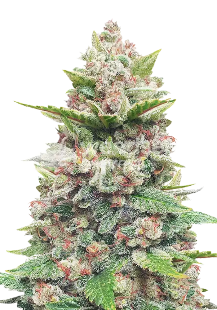 God's Gift feminized seeds