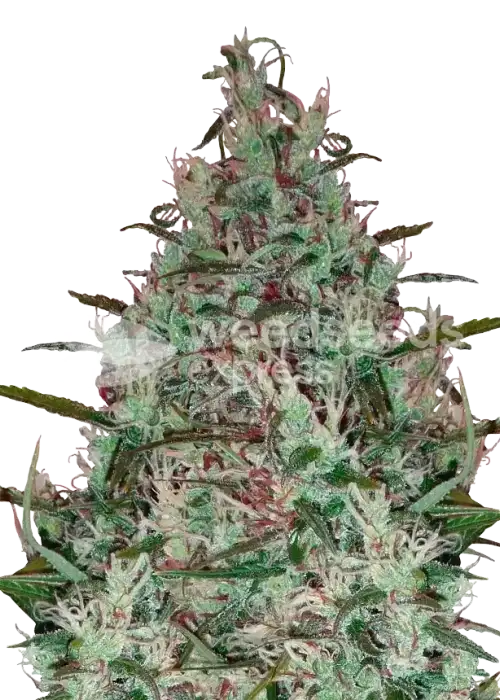 Canadian Haze feminized seeds