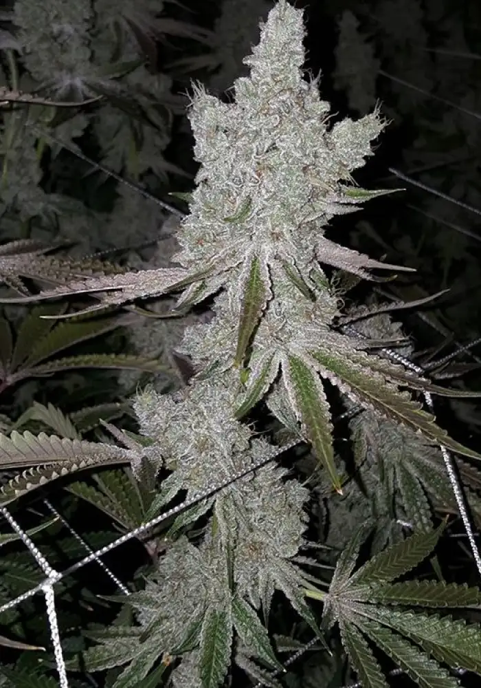 Cookies and Cream