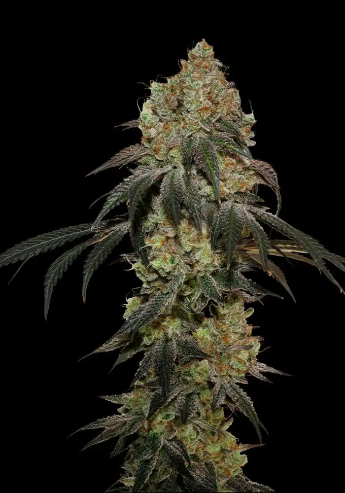 Frosty Tooth Fem